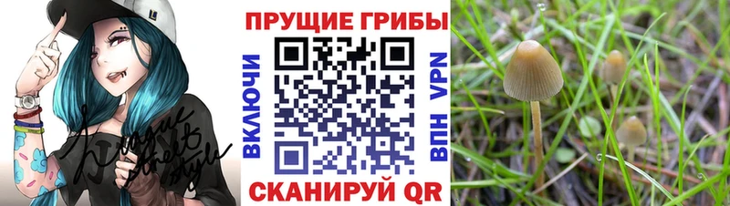 что такое   blacksprut онион  Галлюциногенные грибы Psilocybine cubensis  Шагонар 
